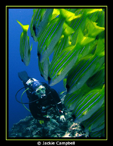 My dive buddy on my 500th dive with a large school of blu... by Jackie Campbell 